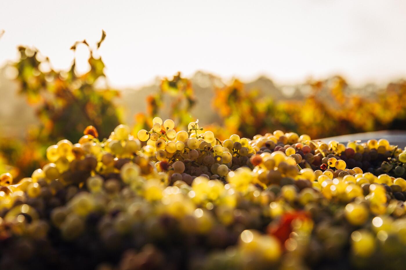 Bien choisir son vin blanc sec en cuisine TheFork blog