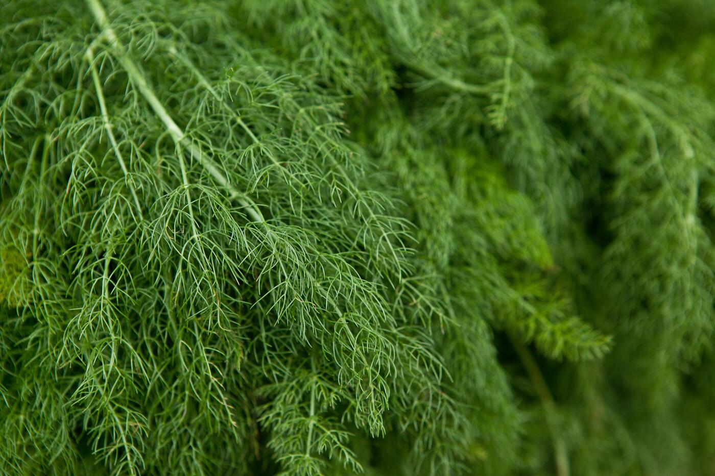 cuisine-le-b-a-ba-des-plantes-aromatiques-de-balcon-thefork-blog